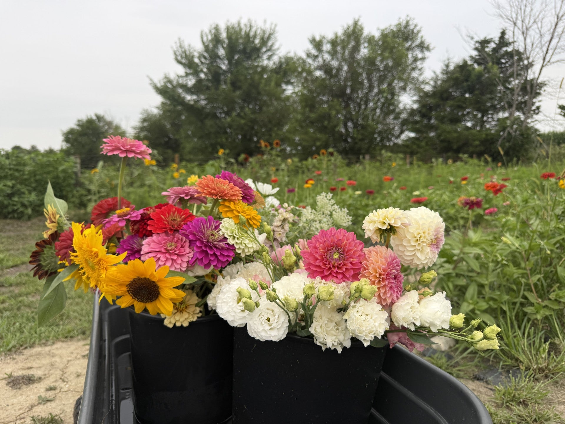 Bucket of Blooms
